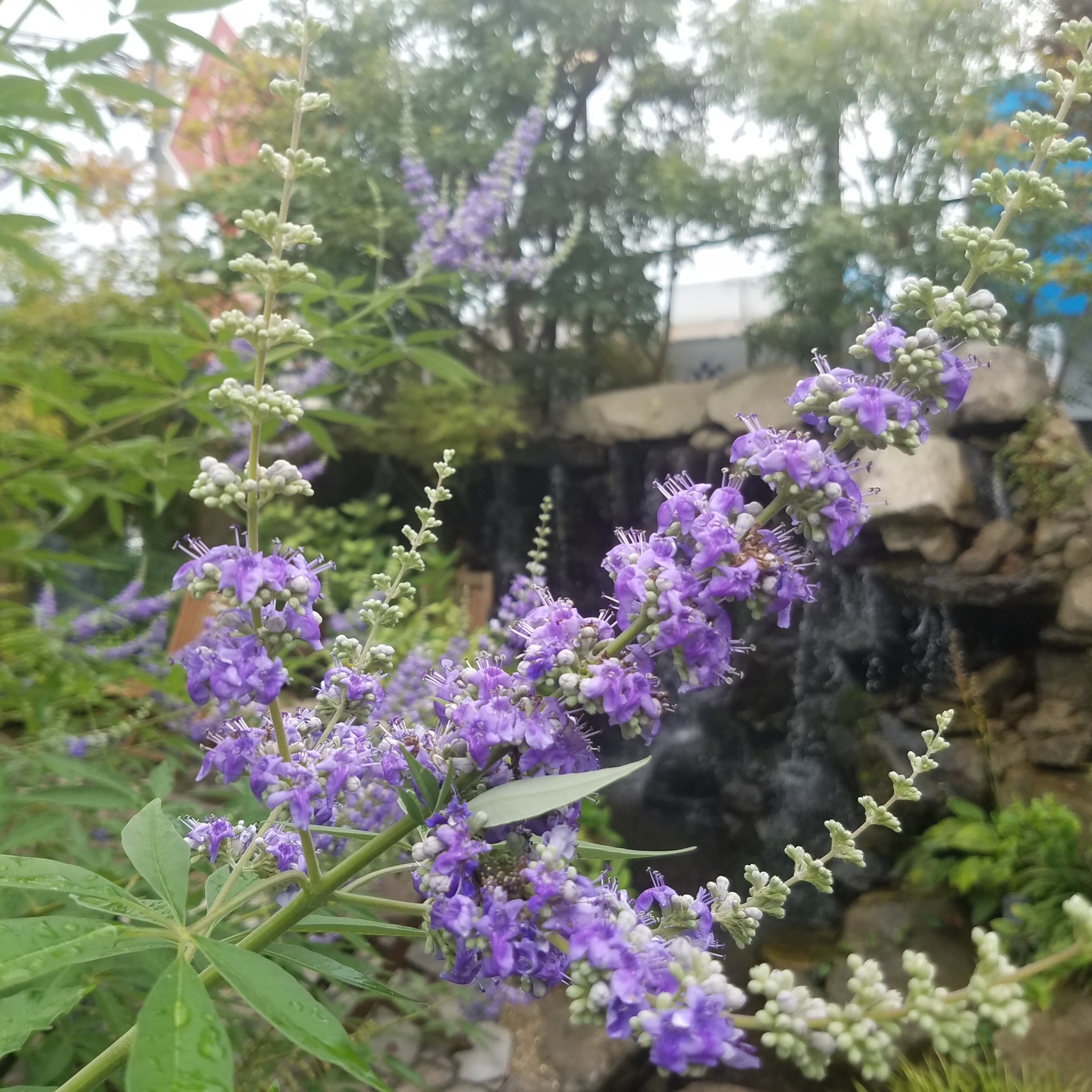 花穂紫蘇 秋のおとずれ かぐらざか厨房 川西市の仕出し弁当 オードブル宅配 寿司 会席膳